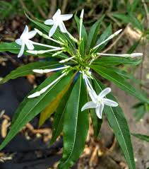 Image result for Alstonia venenata