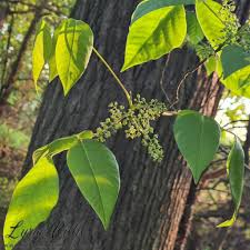 Image result for Lannea asymmetrica