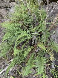 Image result for Pityrogramma