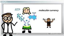 Nadph Definition Structure Function Biology Class 2021 Video Study Com