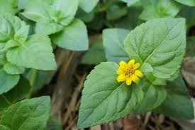 Image result for Marsilea macrocarpa