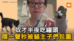 奴才半夜吃罐頭 喀一聲秒被貓主子們包圍｜寵物｜貓咪｜貓奴｜宵夜｜罐頭｜誤會｜否認｜逗趣｜互動