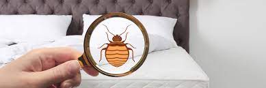 From mattress seams and sheets to picture frames, these pests are known to retreat in a variety of areas. Bed Bug Control Services Fort Worth Tx Star Bugs Pest And Lawn