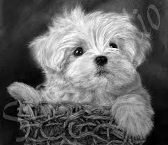 Black And White Maltese White Maltese Puppy By Jamiepickering On Deviantart Maltese Puppy Puppy Drawing Maltese