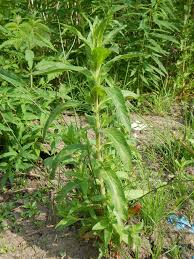 Image result for Epilobium