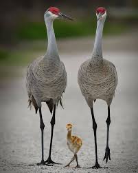 Birds That Start With A C Featuring Standout Bird Pics On Instagram Sandhill Cranes By Rjwiley Your Best Birds Bestbirdshots Best In 2020 Bird Pictures Animals Beautiful Pet Birds