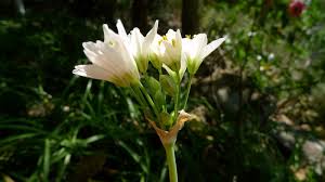 Image result for Nothoscordum borbonicum