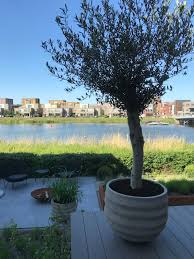 makkelijk snel je olijfboom snoeien doe je zo homify olijfboom tuin snoeien tuin