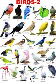 Bird Bird Bird Bird Is The Word Beautiful Birds Images Hd For Free Download Animals Name In English English Vocabulary English Picture Dictionary