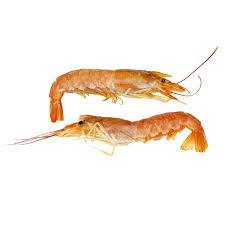 Ocean Seafood A/S - A World Leading Supplier Of Colwater Seafood