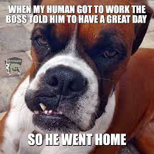 Sarcastic Boxer Dog Have a Good Day Meme - PETRAGE