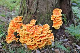 It is also eaten by deer. Chicken Of The Woods Virginia Wildflowers