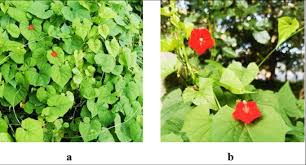 Image result for Ipomoea hederifolia