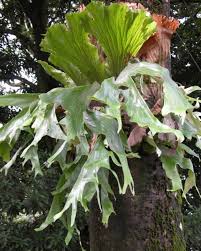 Image result for Platycerium stemaria