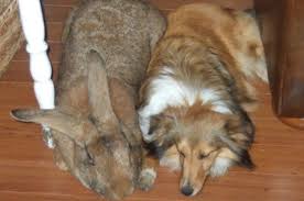 Walmart.com has been visited by 1m+ users in the past month Flemish Giant Rabbits For Sale Breeders List In The Us