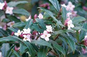 Blossom & flowering trees evergreen trees great autumn colour trees for narrow spaces trees for small gardens wetland trees wind hardy trees. Simply Irresistible Otago Daily Times Online News