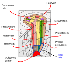 Check spelling or type a new query. Plant Organs Root Primary Root Atlas Of Plant And Animal Histology