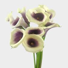 The calla lily is located near water sources, such as beaches and long rivers, which in the mondstadt region are in no short supply! Calla Lily Mini Picasso Flower Wholesale Blooms By The Box