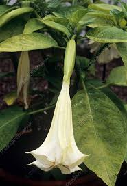 Image result for Datura inoxia