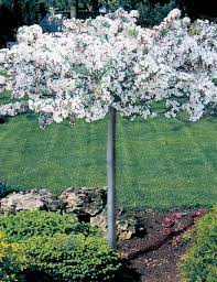 This dwarf tree has a rounded form that grows to only 5 feet tall and 6 feet wide and. Sargent Tina Crabapple Fort Wayne Trees