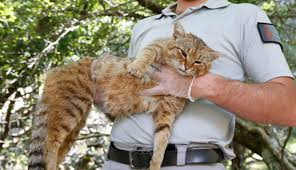 Acilan Yeni Bir Tur Kedi Ile Kasli Ve Gece Yasam
