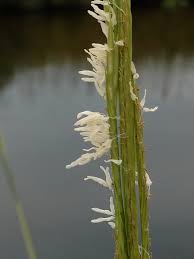 Image result for Cordylostigma microcalum