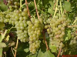 Csapadék sehol nem várható, az északnyugati szél többfelé élénk lesz, néhol meg is erősödik. Szeptember Partai Aigner Megbizhato Idojaras Elorejelzese