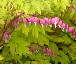 Flower color is multicolor, pink and blooms in spring. Gold Heart Old Fashioned Bleeding Heart Dicentra Spectabilis Proven Winners
