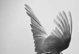 Black And White Angel Wings Aesthetic Angel With Broken Wings Angel Aesthetic Fallen Angel Angel