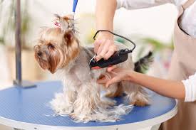 Upgraded spa packages are added to price of grooming; How To Become A Professional Pet Groomer