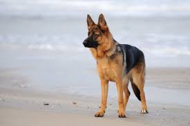 Il pastore olandese ha molti meno problemi di displasia dell'anca o di stenosi della colonna vertebrale rispetto al pastore tedesco, mentre è di taglia maggiore ed è più potente rispetto al malinois, per cui risulta esser un cane molto idoneo al lavoro di cane poliziotto. Pastore Tedesco Zooplus Magazine