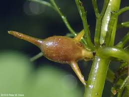 Image result for Ceratophyllum demersum