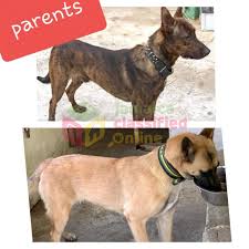 Dutch shepherd pitbull mix puppy. Belgian Malinois X Dutch Shepherd Pup For Sale In Half Way Tree Kingston St Andrew Dogs