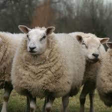La Reproduction Des Moutons