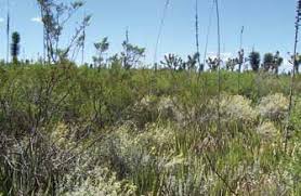 Image result for Elionurus platypus