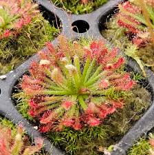 Image result for Drosera
