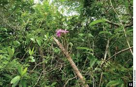 Image result for Emilia violacea