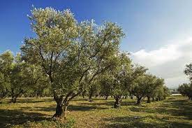 Today i share the arbequina olive tree i found at. Pin By Karen Moran On A Way To Garden Arbequina Olive Tree Olive Trees For Sale Fast Growing Trees