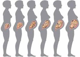 C'est le moment de passer votre deuxième échographie ! 9 Mois De Grossesses