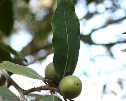 Image result for Diospyros mespiliformis