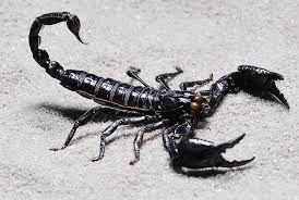 Skorpion Skorpion Spinnen Insekten Insekten