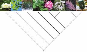 Image result for Sebaea leiostyla