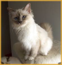 Birman Ragdoll Mix Kittens For Sale Our Cats Deambarino Sc Birman And Norwegian Forest Cats Ragdoll Cat Norwegian Forest Cat Cats
