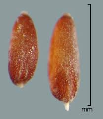 Image result for Leptochloa panicea