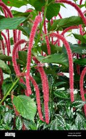 Image result for Acalypha sonderiana