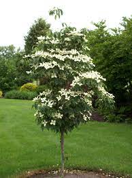 The Midwest S Premier Wholesale Grower Shade Plants Plants Dogwood Trees