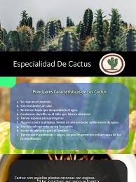 Si de pronto te das cuenta que las raíces se están. Especialidad De Cactus Hoja Riego