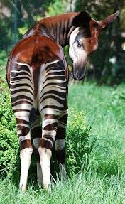 Pin By Theresa Fulbright On Pins I Like Unusual Animals Animals Animal Pictures