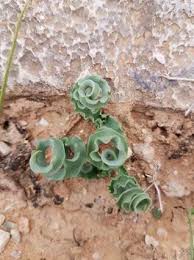 Image result for Dipcadi platyphyllum