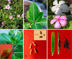 Image result for Catharanthus roseus